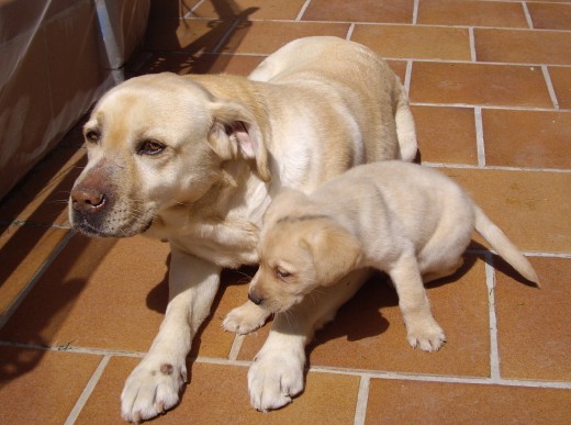 Roky es el peque de la casa, apenas tiene 2 meses y ya es la delicia del pueblo, pero no penseis que es hijo de linda, de momento linda lo va admitiendo poco a poco